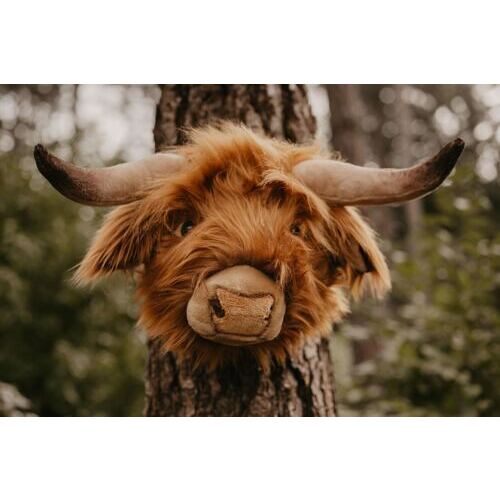 Nicolas the Highland Cow